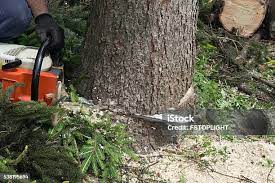 Best Tree Maintenance Programs  in Vale, OR