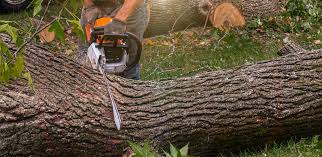 Best Stump Grinding and Removal  in Vale, OR