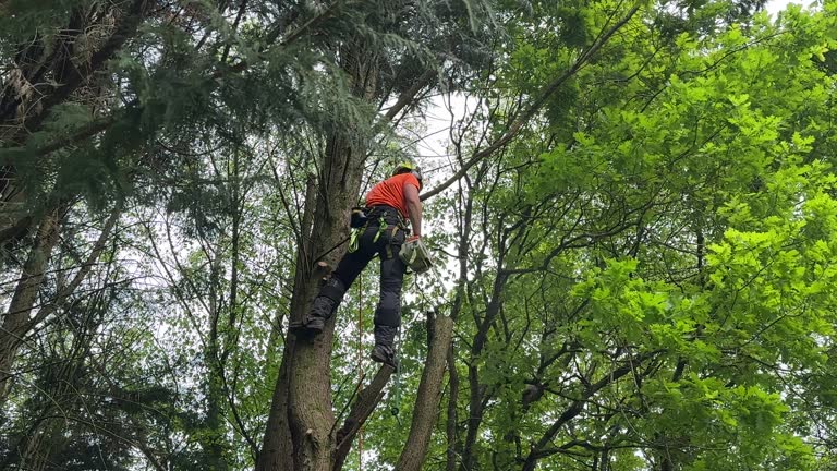 Best Mulching Services  in Vale, OR