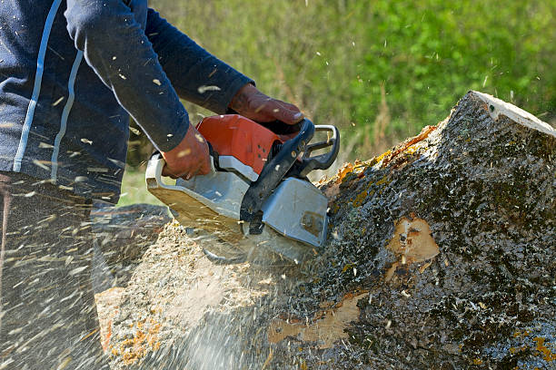 Best Lawn Grading and Leveling  in Vale, OR
